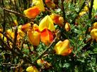 Matura verde (Cytisus scoparius)