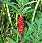 Piperul lupului (Daphne mezereum)
