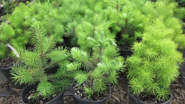 Duglas brumariu (Pseudotsuga glauca)