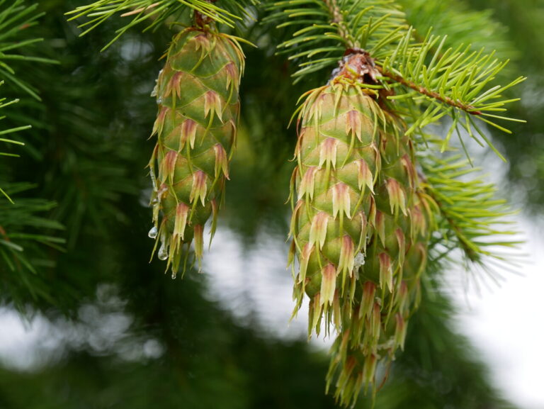 Duglas verde (Pseudotsuga menziesii)