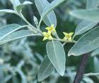 Salcia mirositoare (Elaeagnus angustifolia)