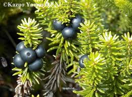 Vuitoare (Empetrum nigrum)