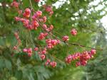 Salba moale (Euonymus europaeus)