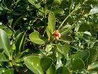 Salba japoneza (Euonymus japonica)