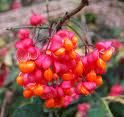 Salba moale (Euonymus latifolia)