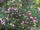 Vorniceriu pitic (Euonymus nana)