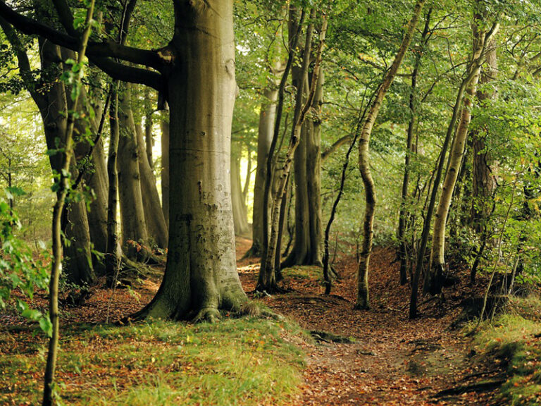 Fagul (Fagus silvatica)