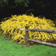 Forsitie (Forsythia suspensa)