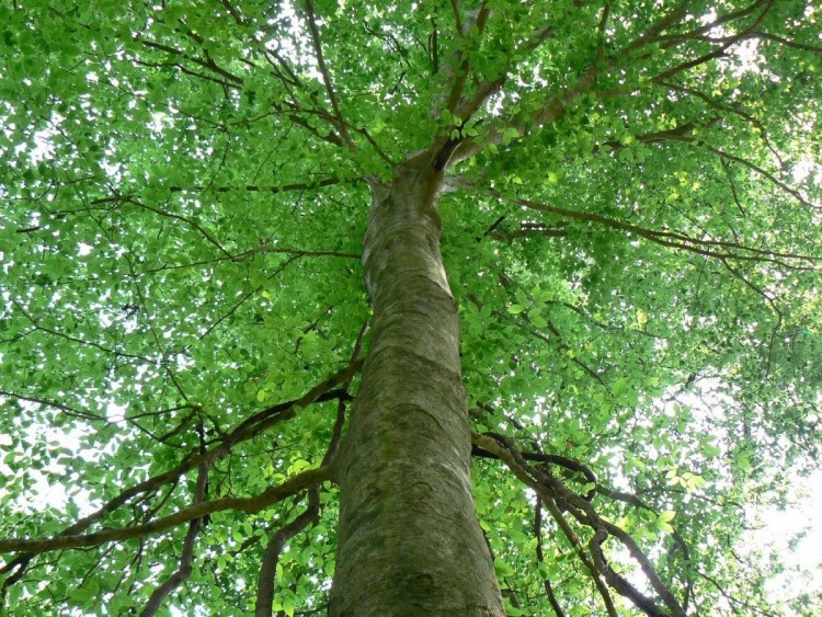 Fragul de padure (Fagus sylvatica)