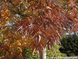 Frasinul de camp (Fraxinus angustifolia)