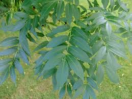 Frasinul comun (Fraxinus excelsior)