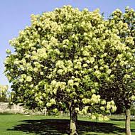 Mojdreanul (Fraxinus ornus)