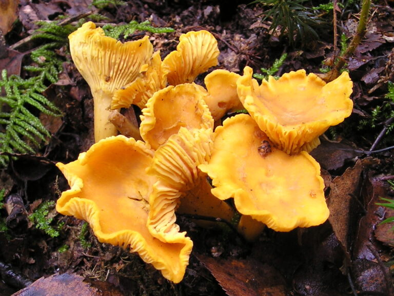 Galbiori (Cantharellus cibarius)