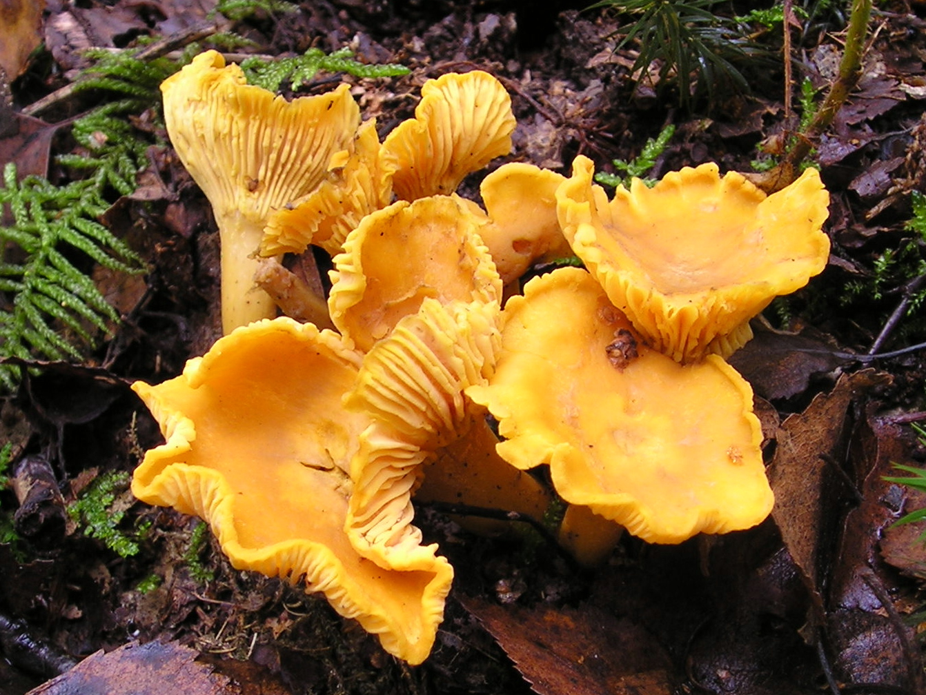 Galbiori (Cantharellus cibarius)
