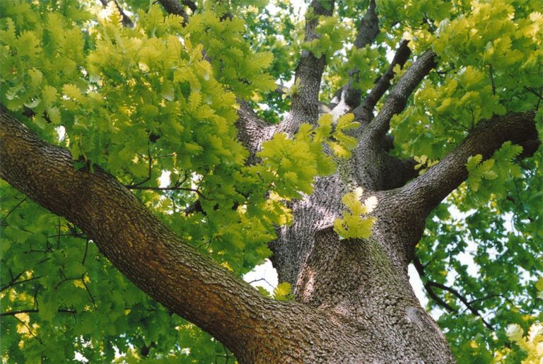 Garnita (Quercus Frainetto)