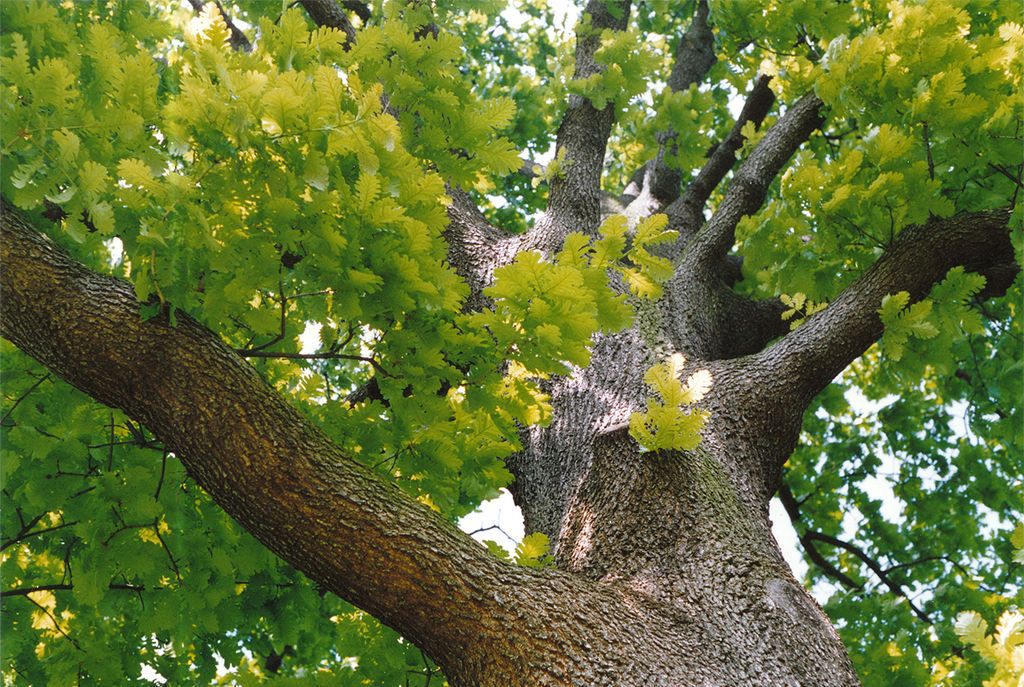 Garnita (Quercus Frainetto)