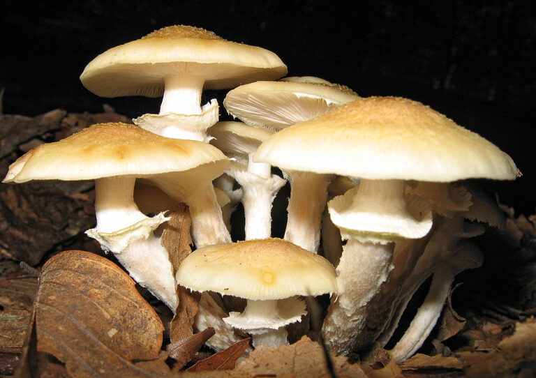 Ghebele (Armillaria mellea)