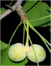 Ginkgo biloba