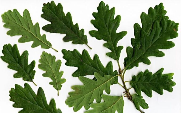 Gorun balcanic (Quercus Petraea)