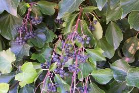 Iedera (Hedera helix)