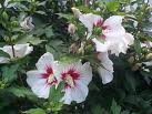 Zamosita de Siria (Hibiscus Syriacus)