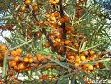 Catina de rau (Hippophae rhamnoides)