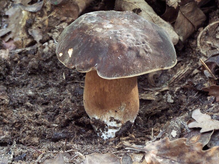 Hribul negru (Boletus aereus Bull)