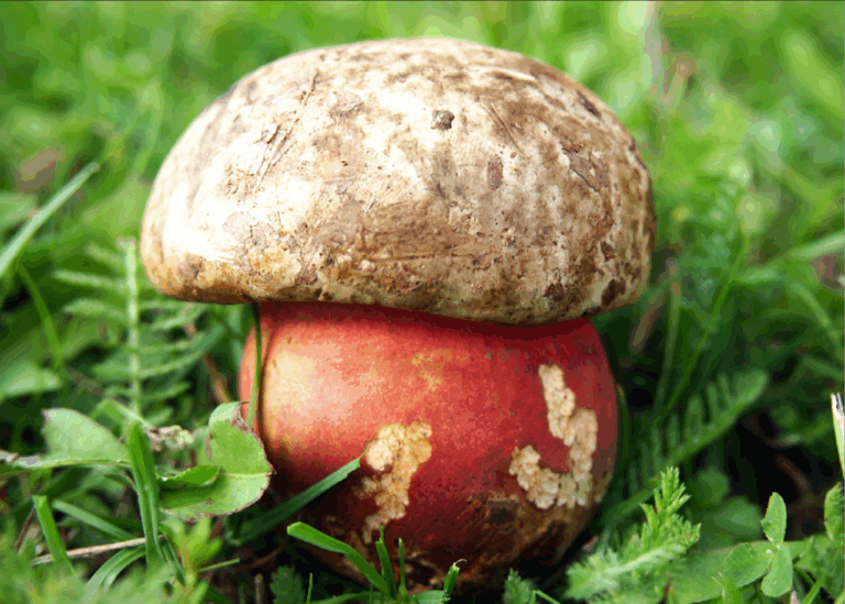 Hribul tiganesc (Boletus satanas lenz)