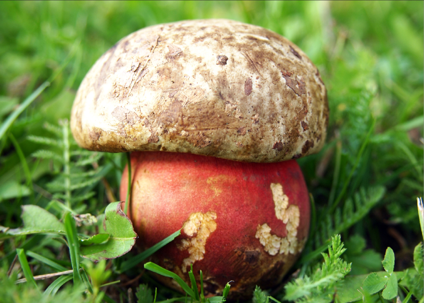 Hribul tiganesc (Boletus satanas lenz)