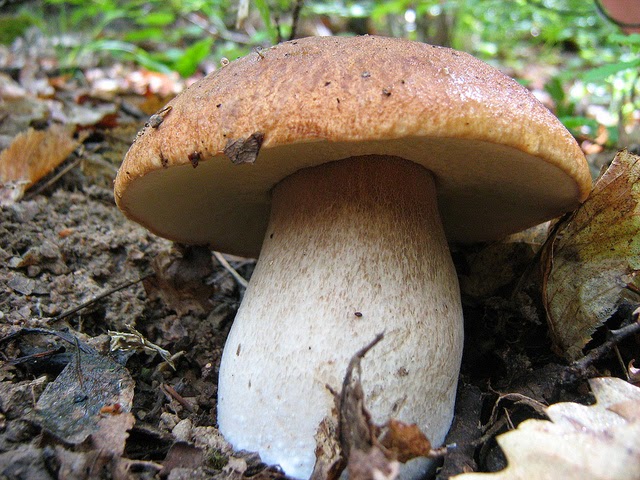 Hribul (Boletus edulis)