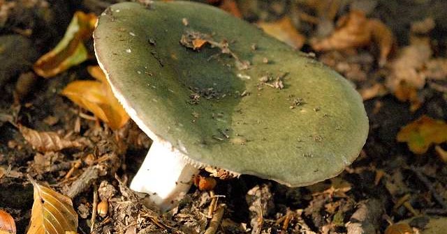 Hulubitele (Russula cyanoxantha)