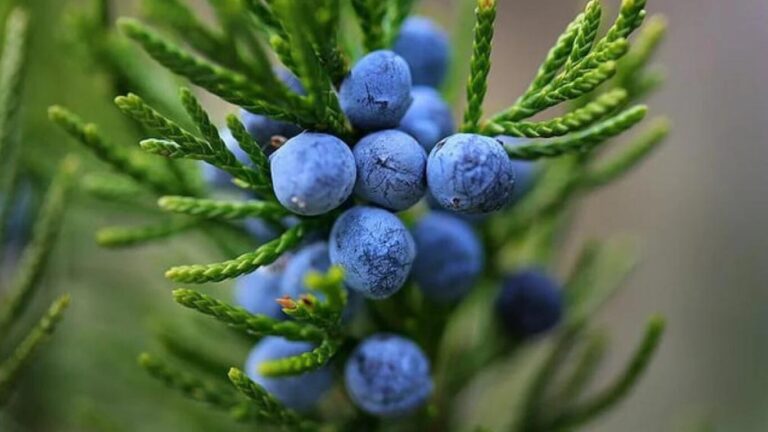 Ienupar (Juniperus communis)