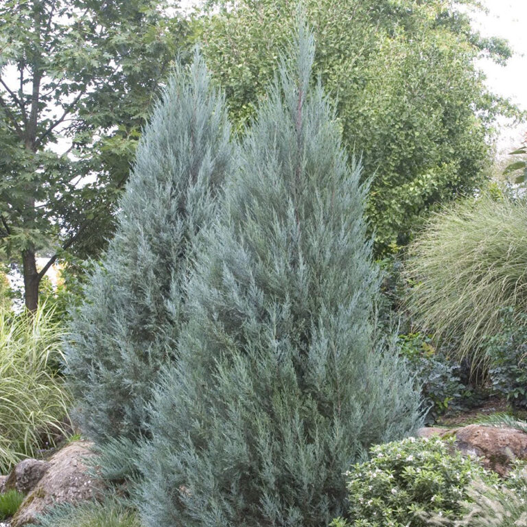 Ienupar de Virginia (Juniperus Virginiana)