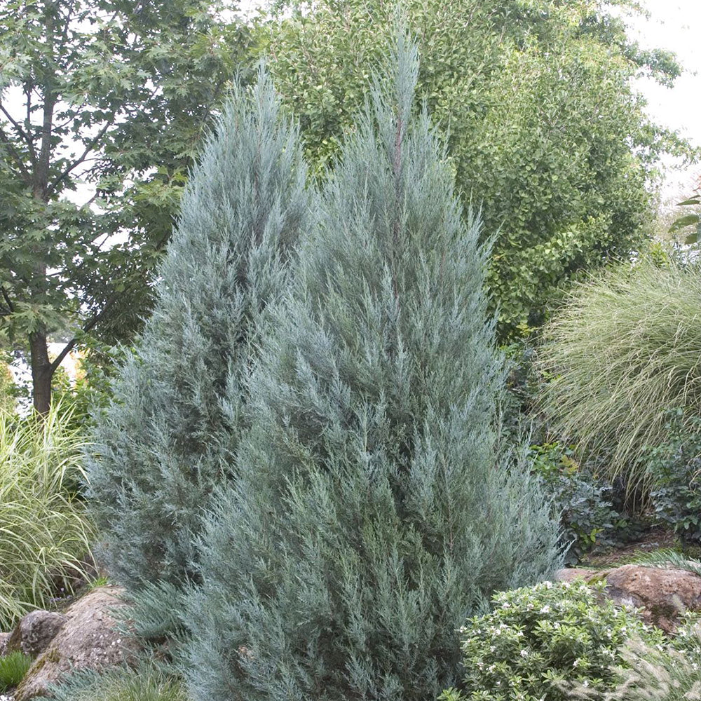 Ienupar de Virginia (Juniperus Virginiana)