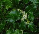Laur (Ilex aquifolium)