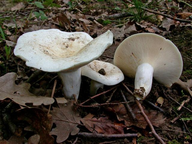 Iutarii (Lactarius piperatus)