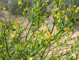 Iasomie (Jasminum fruticans)