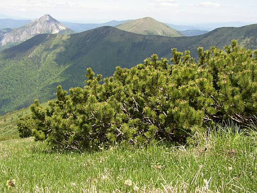 Jneapanul (Pinus mugo)