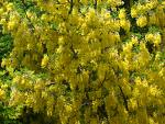 Salcam galben (Laburnum anagyroides)