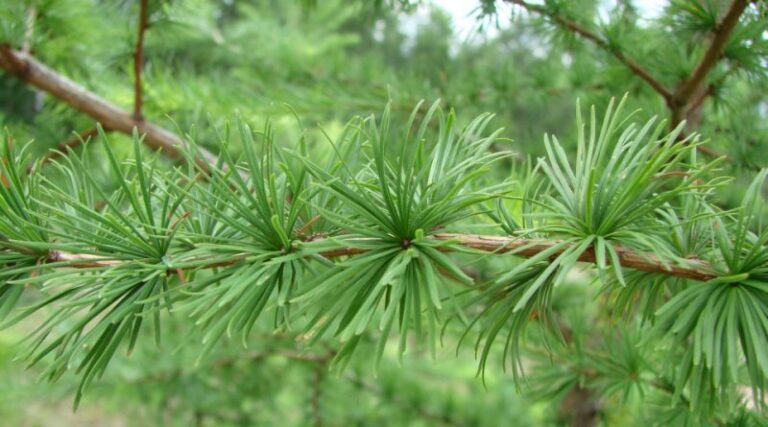 Larice (Larix decidua)