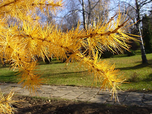 Larice japonez (Larix leptolepis)