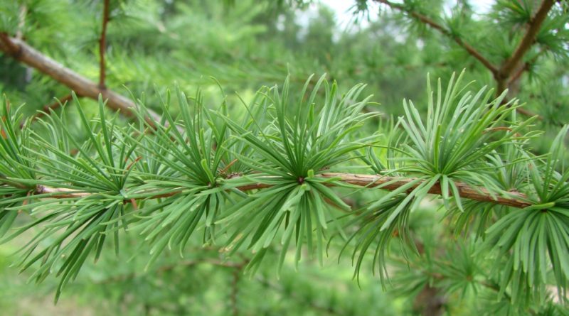 Larice (Larix decidua)