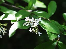 Lemn cainesc (Ligustrum vulgare)