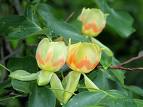 Arborele lalea (Liriodendron tulipifera)