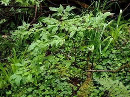 Caprifoi negru (Lonicera nigra)