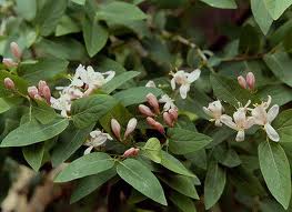 Caprifoi tataresc (Lonicera tatarica)