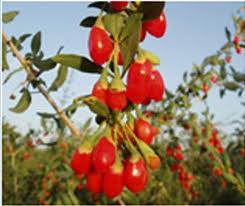 Catina de gard (Lycium barbarum)