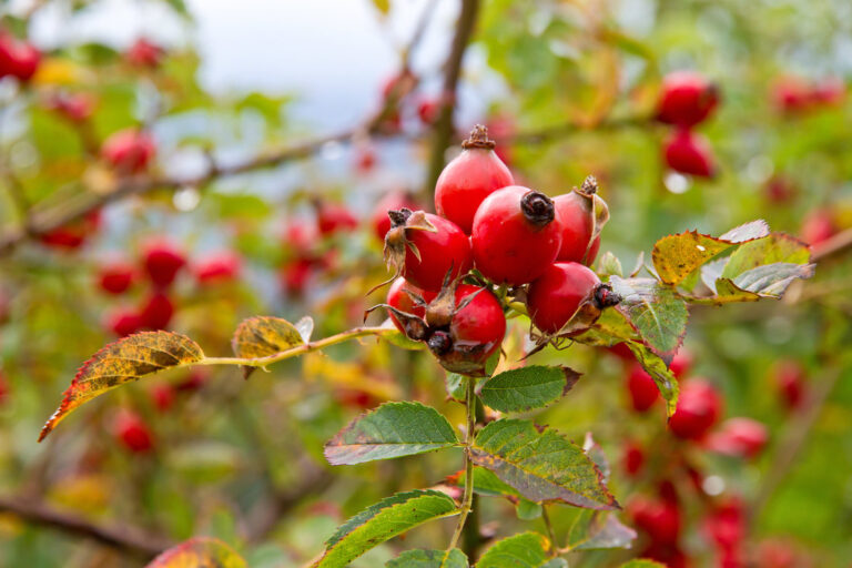 Macesul (Rosa canina)