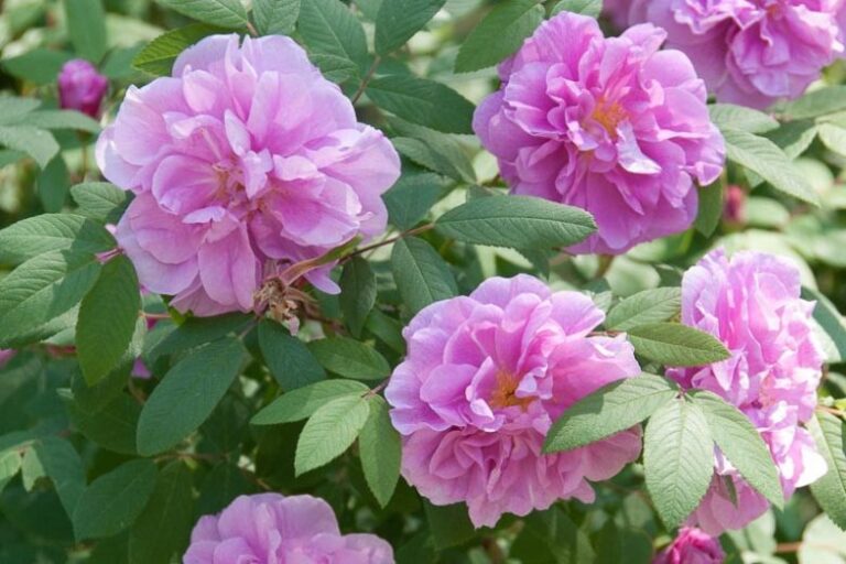 Macesul cultivat (Rosa rugosa)