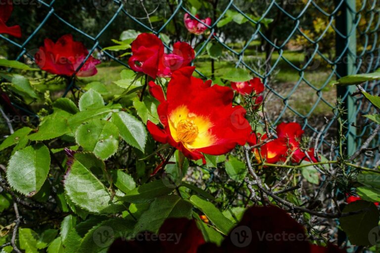 Macesul de munte (Rosa pendulina)